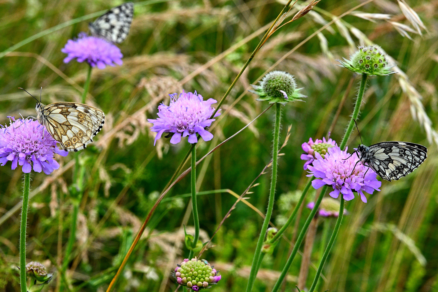 HV Schmetterling Blumen